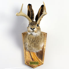 Head Mount Jackalope - Wall Drug Store